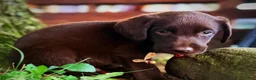 Labrador Retriever dogs for sale: Labrador Retriever 1 - Ad 13