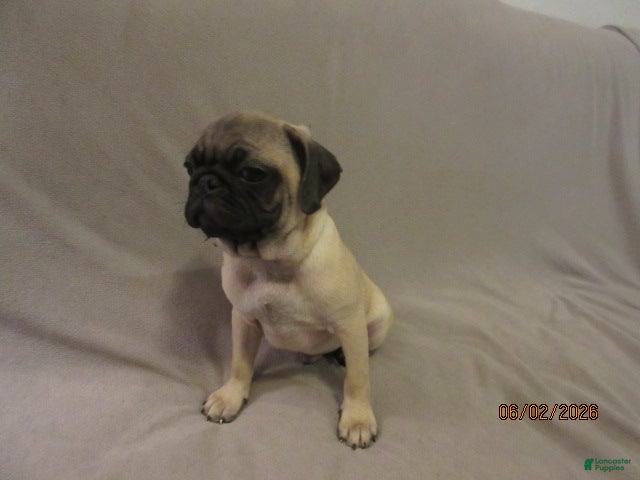 Pug dogs for sale: Clyde - Ad 11
