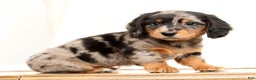 Miniature Dachshund dogs for sale: Hans - Ad 4