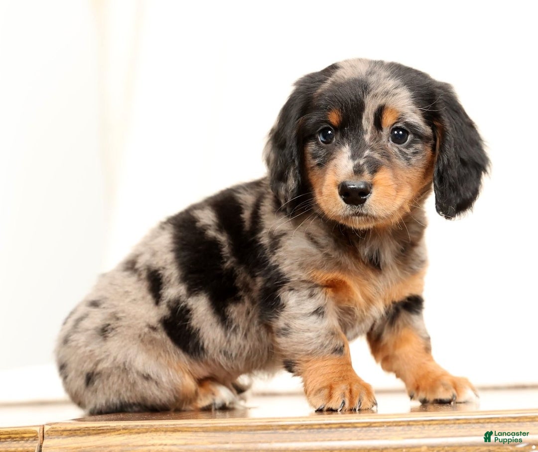 Miniature Dachshund dogs for sale: Hans - Ad 4