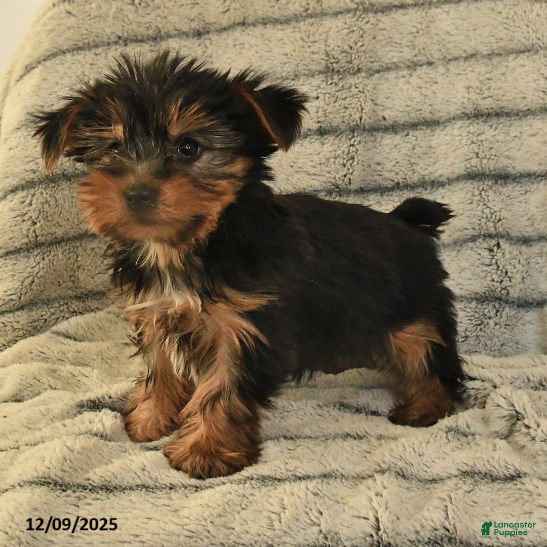 Yorkshire Terrier dogs for sale: Teddy - Ad 2
