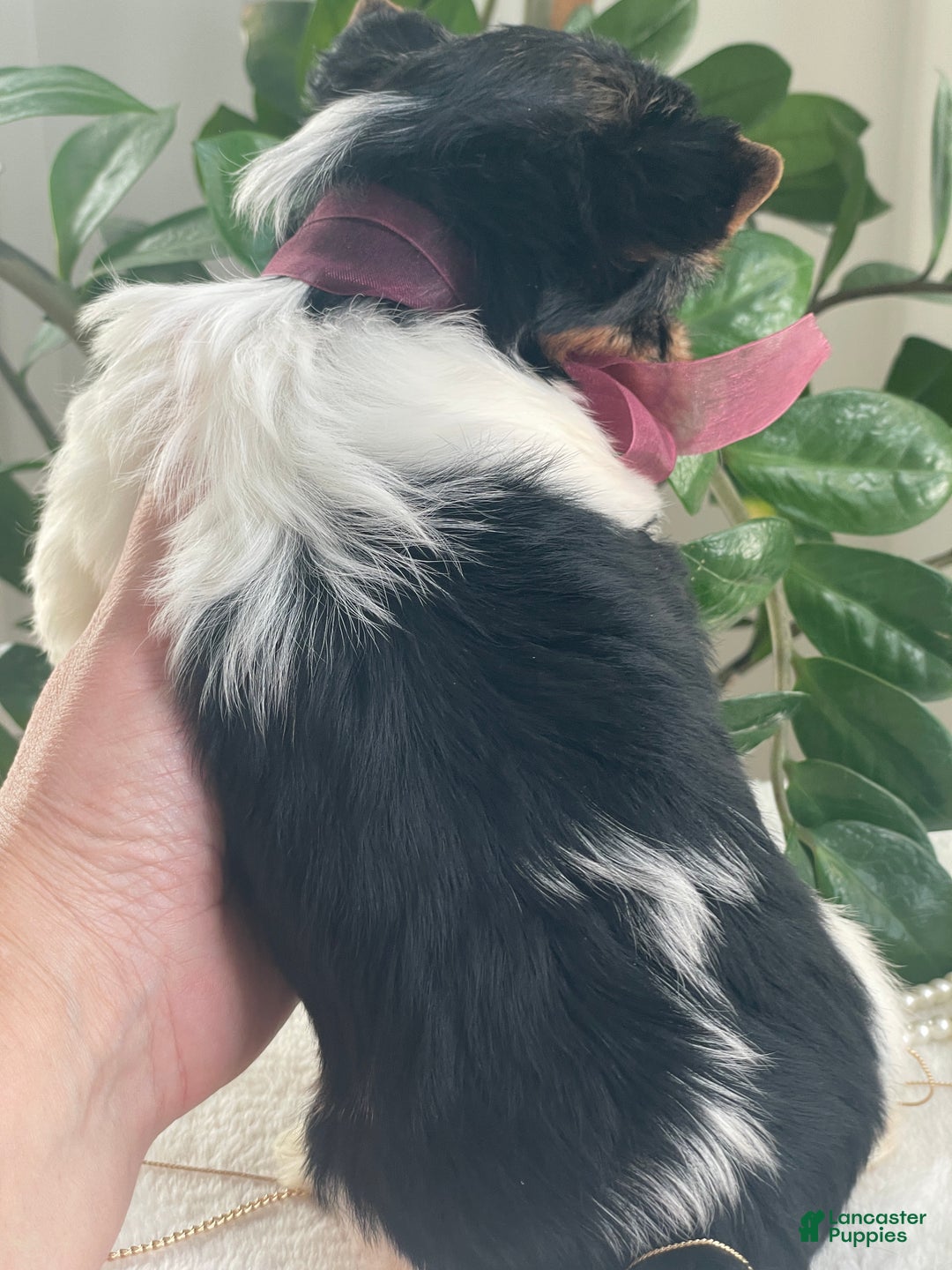 Biewer Terrier dogs for sale: Talia - Ad 7