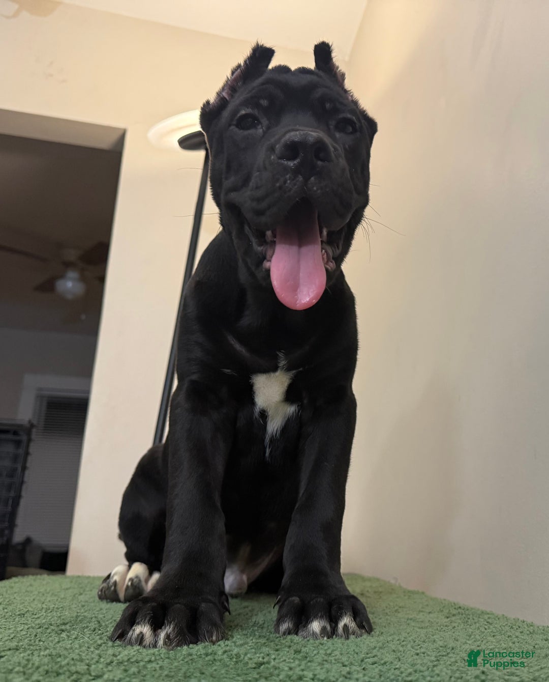 Tiger for sale in Niagara Falls Lancaster Puppies