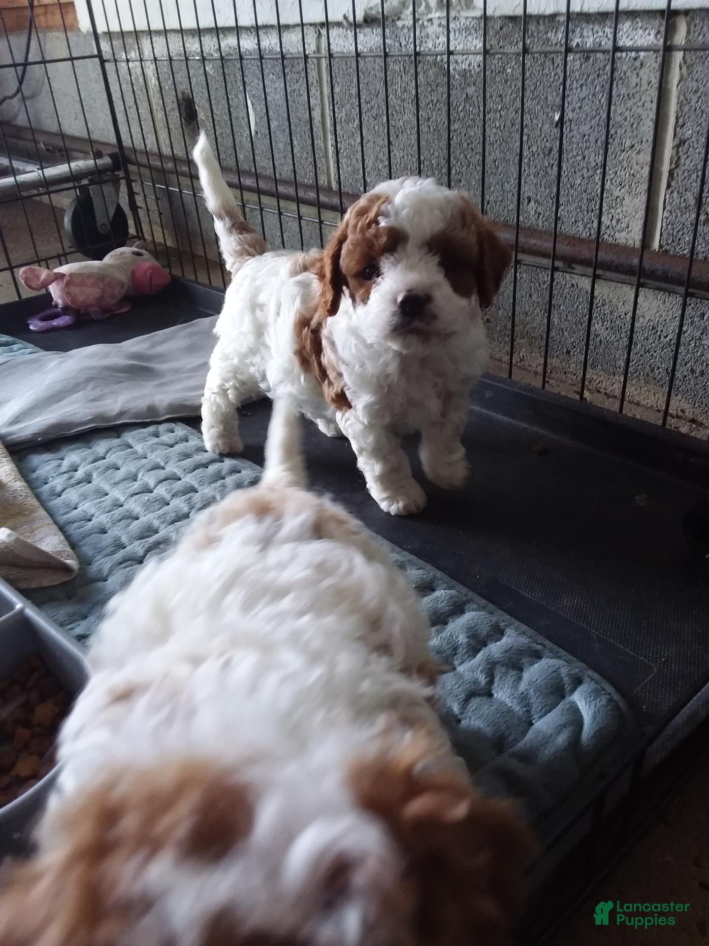 Cavapoo dogs Cavapoo 1 - Ad 2