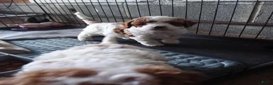 Cavapoo 3