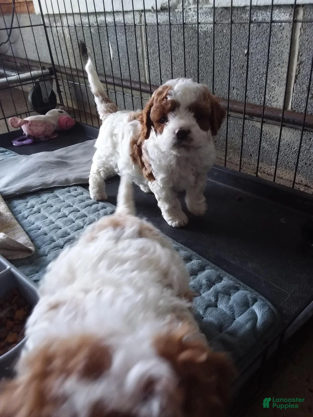 Cavapoo dogs for sale: Cavapoo 3 - Ad 1
