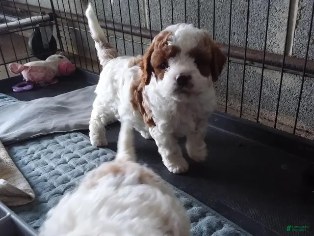 Cavapoo dogs Cavapoo 3 - Ad 1