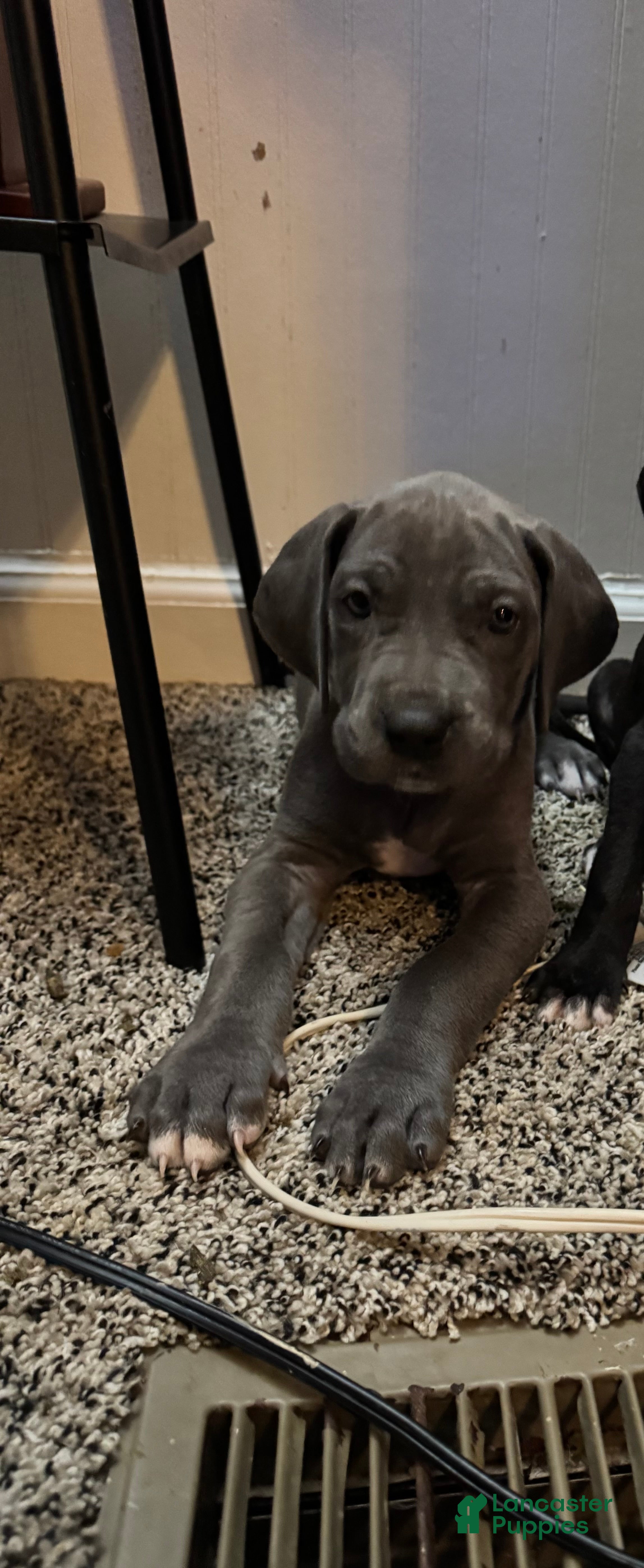 Great Dane dogs Penny - Ad 34