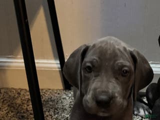 Great Dane dogs Penny - Ad 34