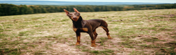 Doberman Pinscher dogs for sale: Doberman puppy 1-3 - Ad 9