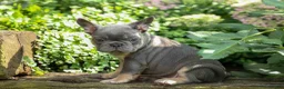 French Bulldog dogs for sale: 🐾 Mateo - Ad 7