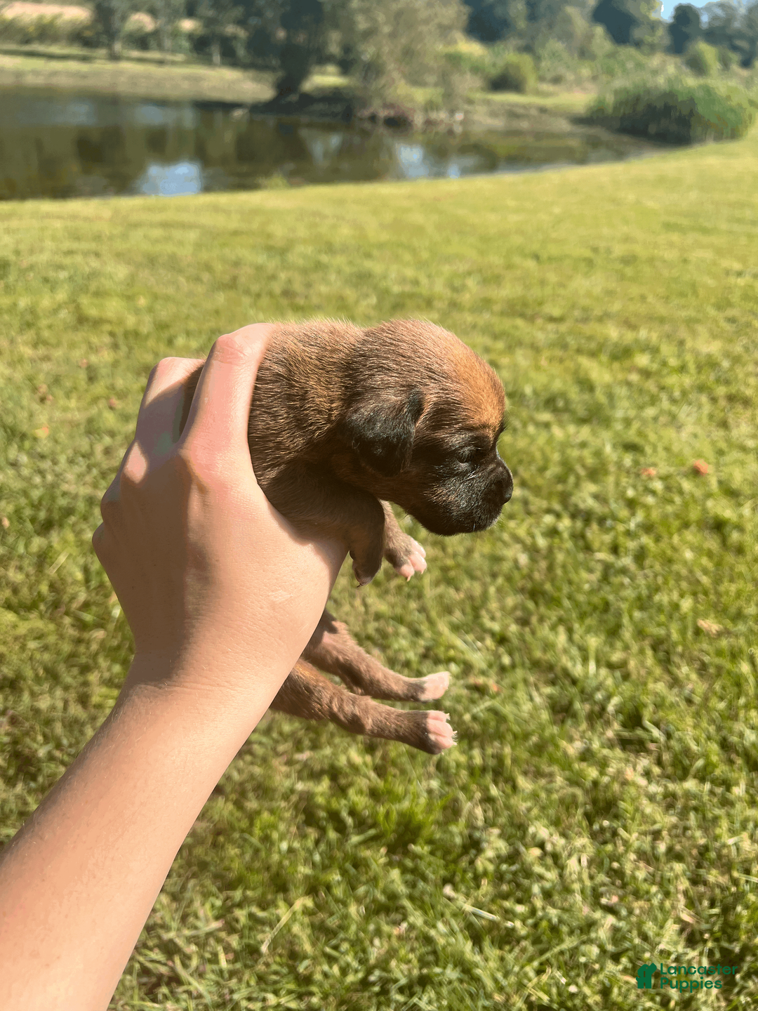 Boxer dogs for sale: AKC Boxer - Female 4 - Ad 2