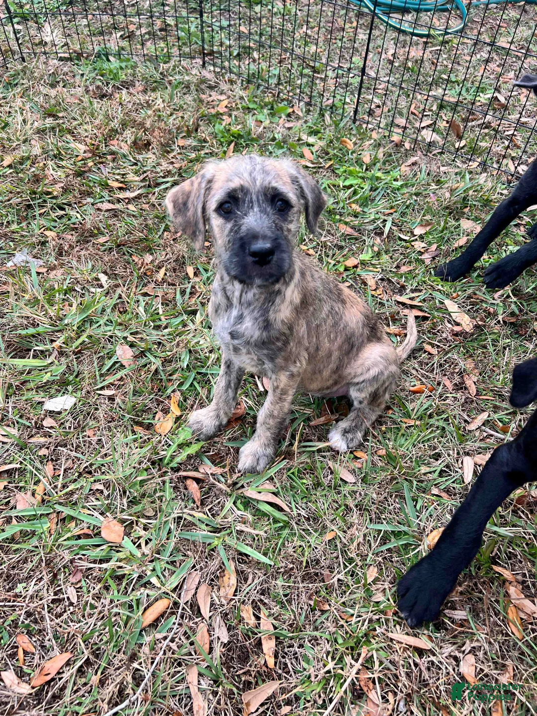 Mixed Breed dogs for sale: Peanut - Ad 3