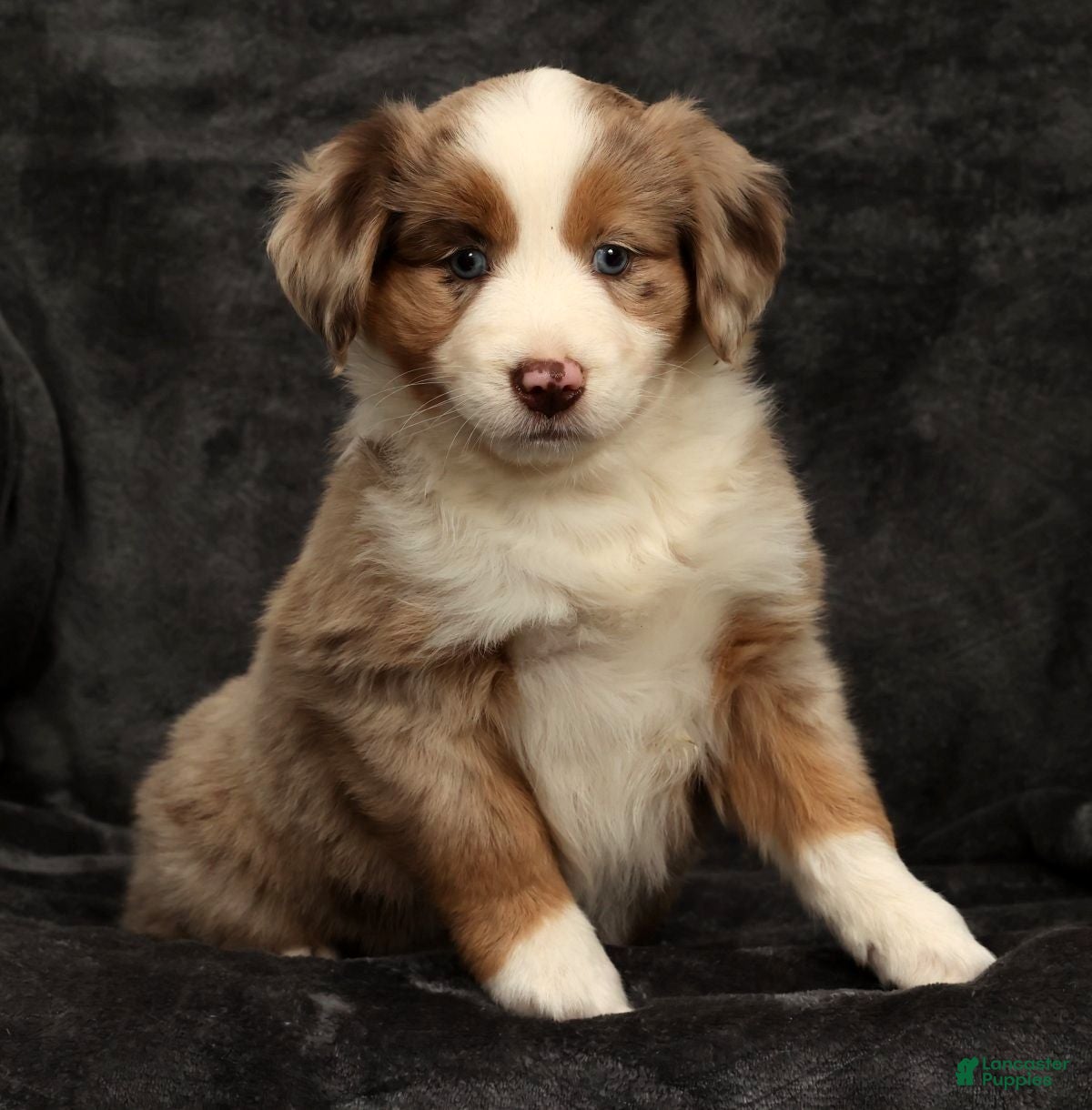 Miniature Australian Shepherd dogs Sunny  - Ad 2