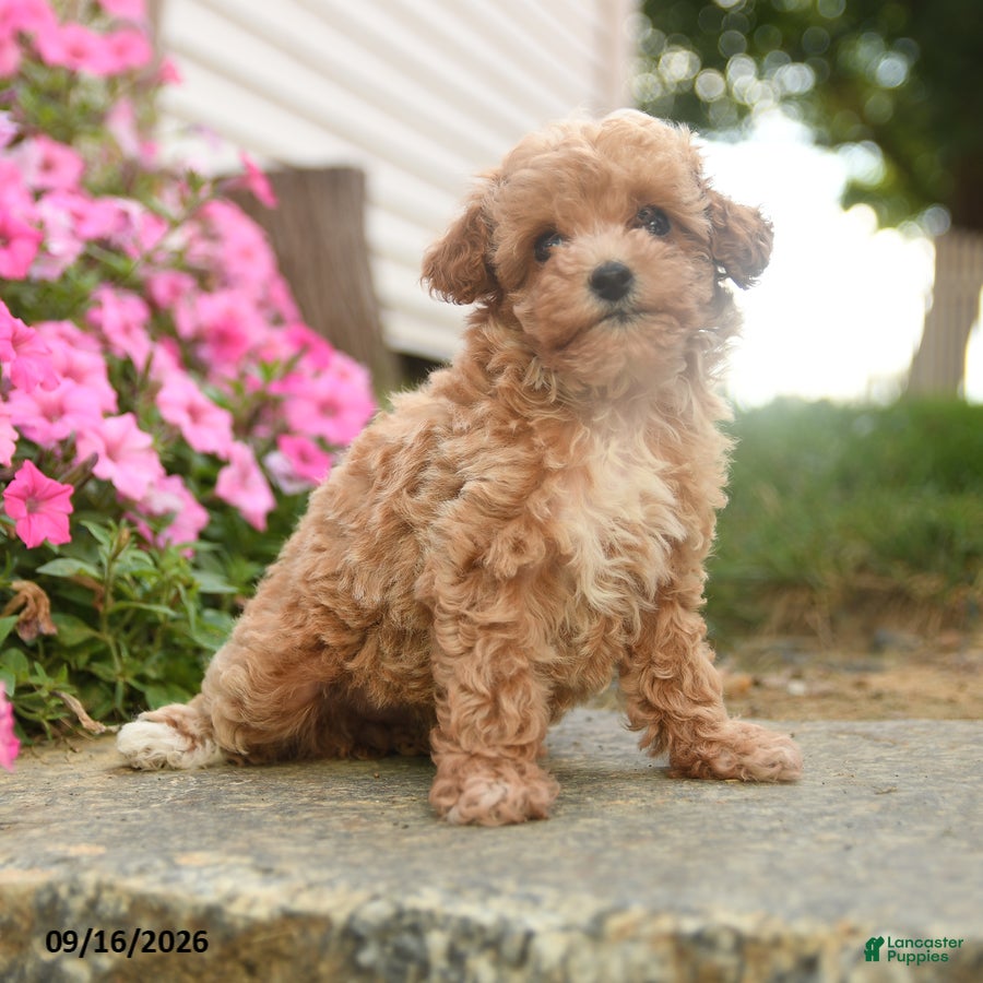 Toy Poodle dogs Olive  - Ad 1