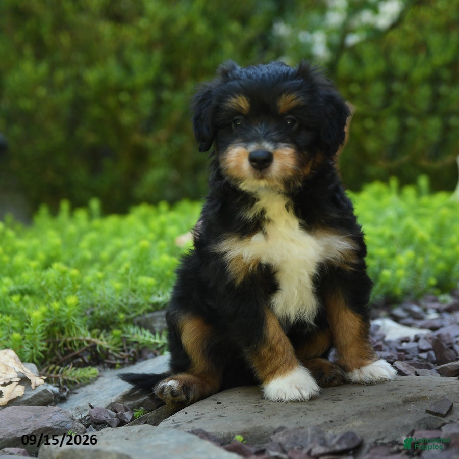 Aussiedoodle dogs Pistachio - Ad 1