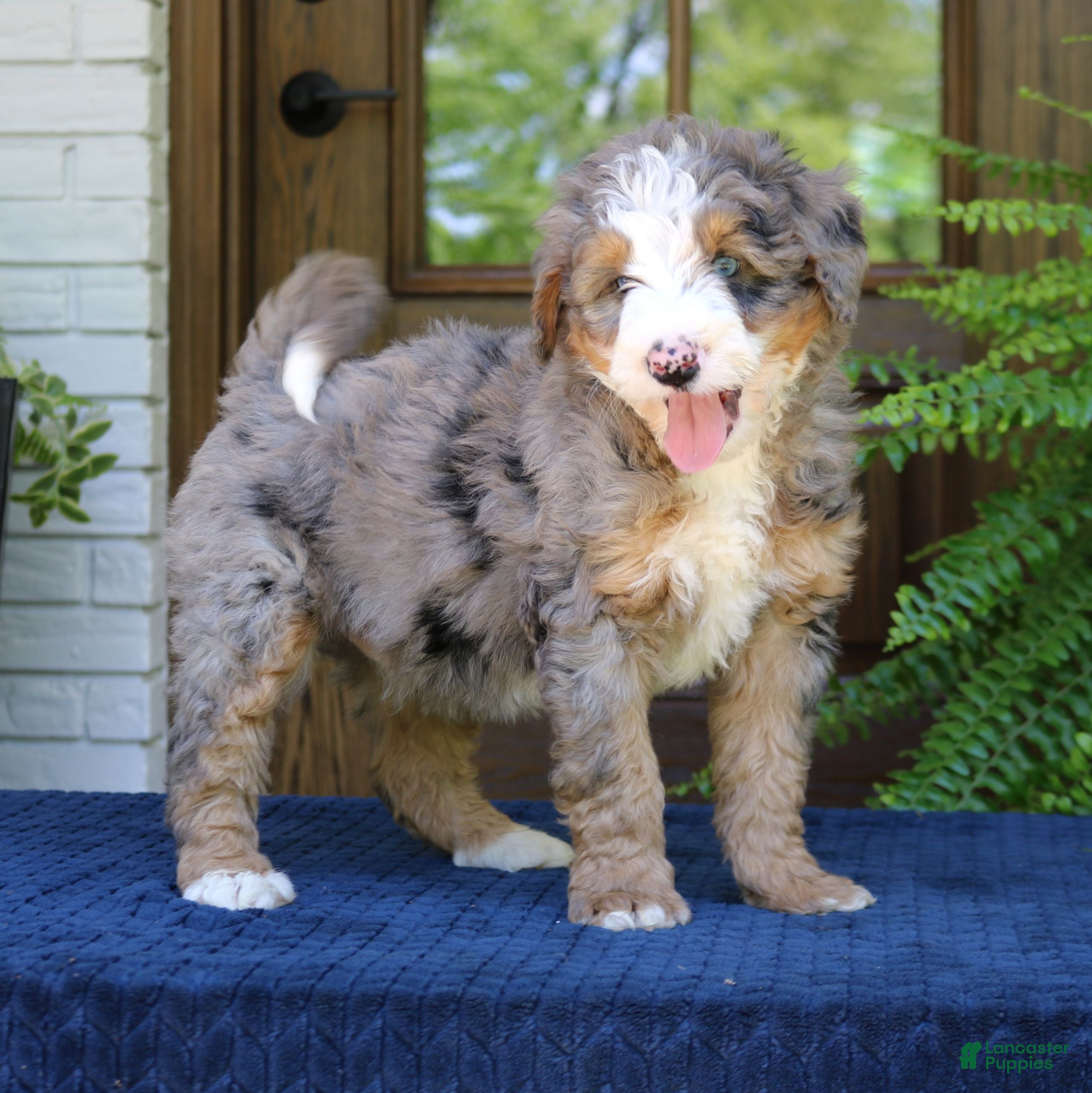 Mini Bernedoodle dogs Nash  - Ad 2
