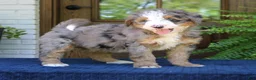 Mini Bernedoodle dogs for sale: Nash  - Ad 2