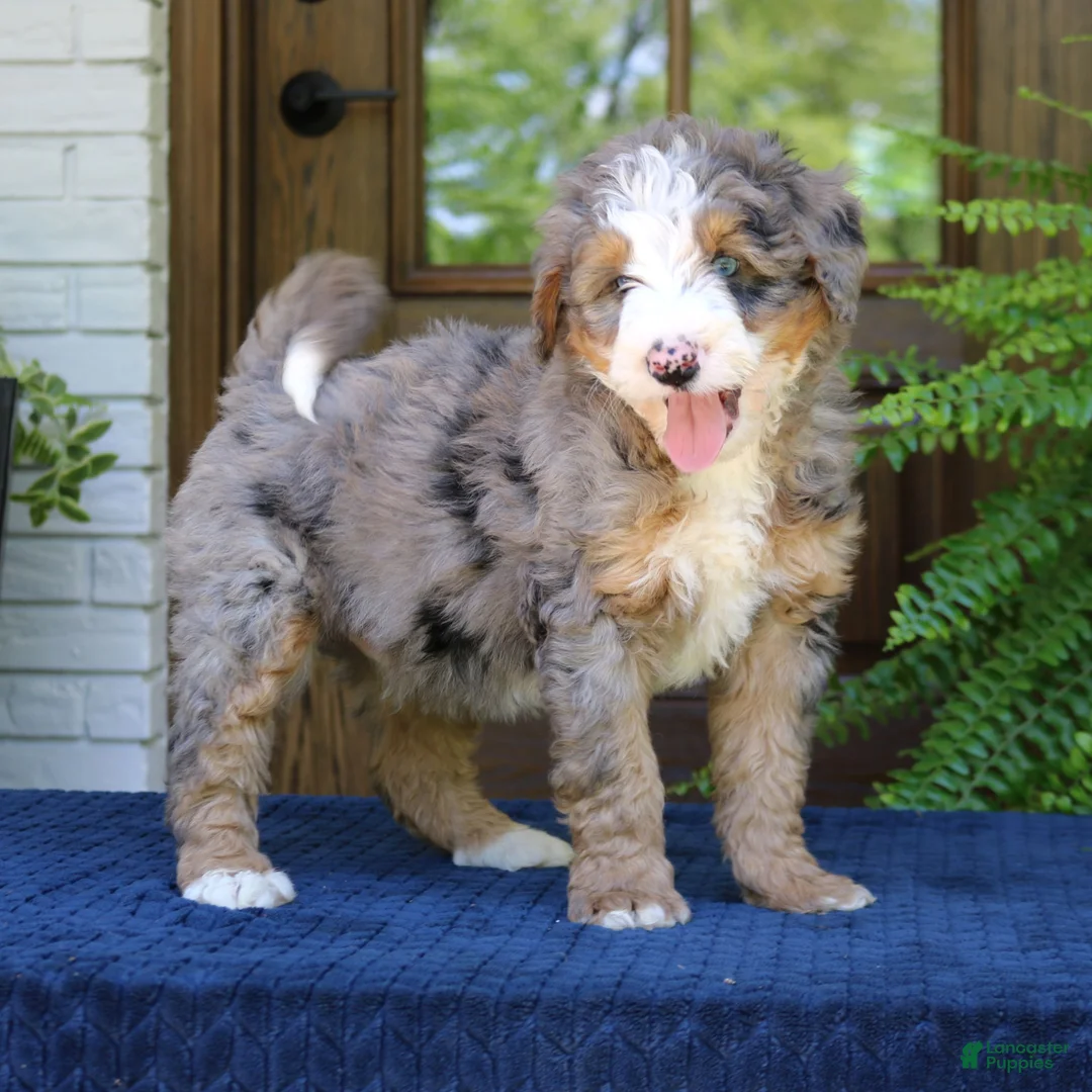 Mini Bernedoodle dogs for sale: Nash  - Ad 2