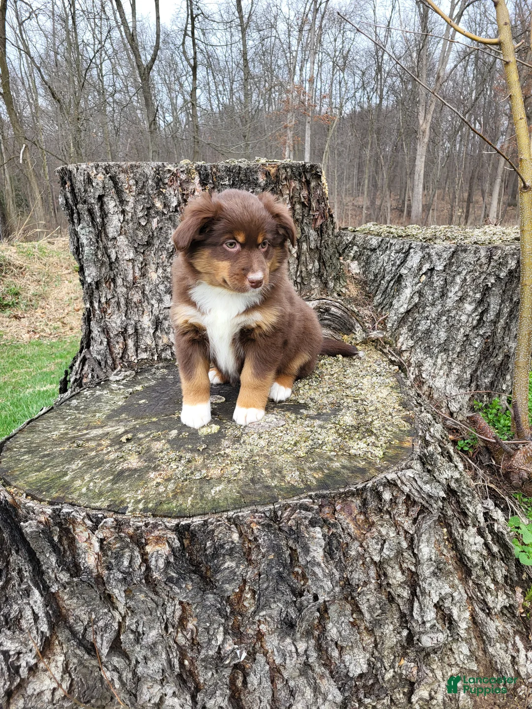 Australian Shepherd dogs for sale: Dutchess  - Ad 1