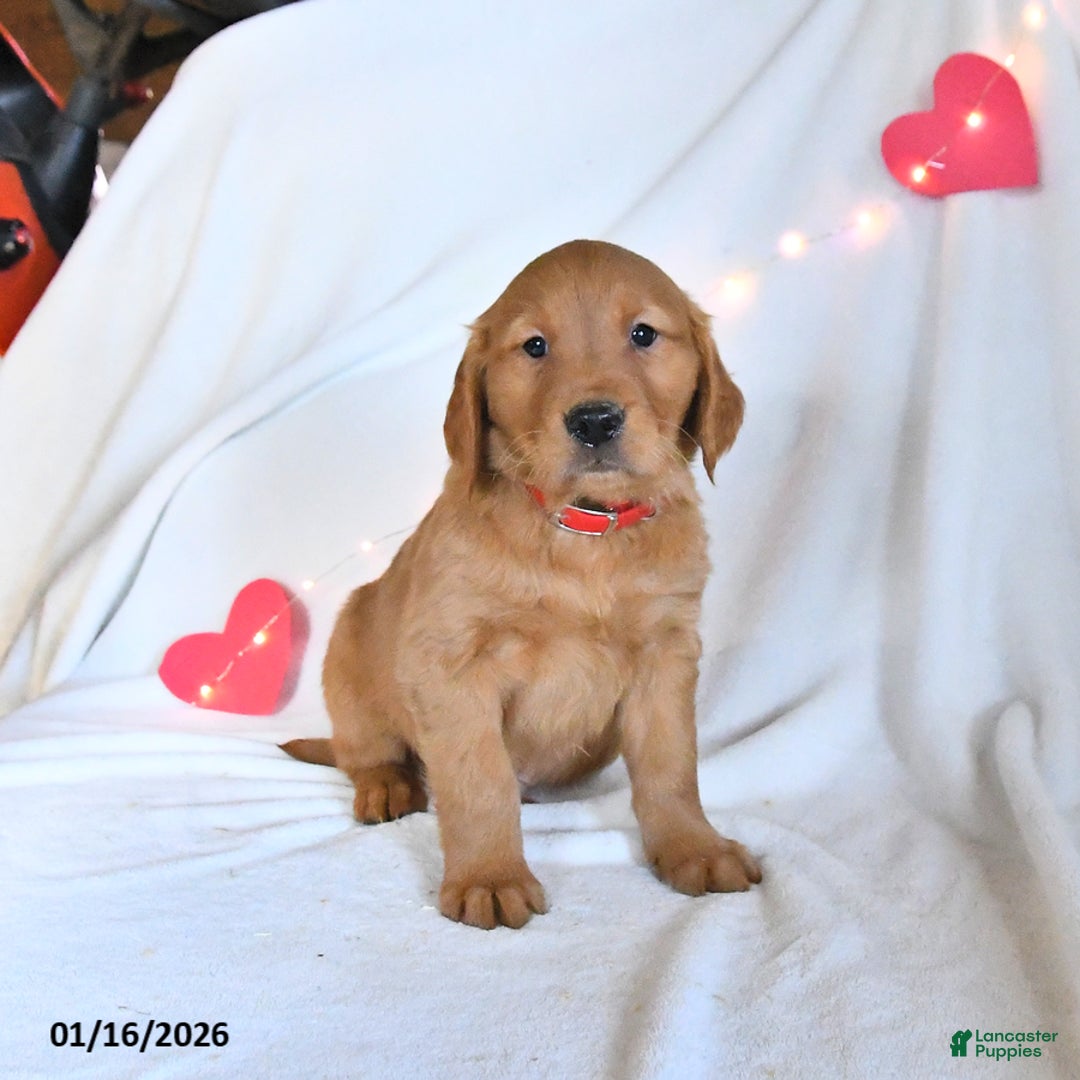 Golden Retriever dogs for sale: Mickey - Ad 3