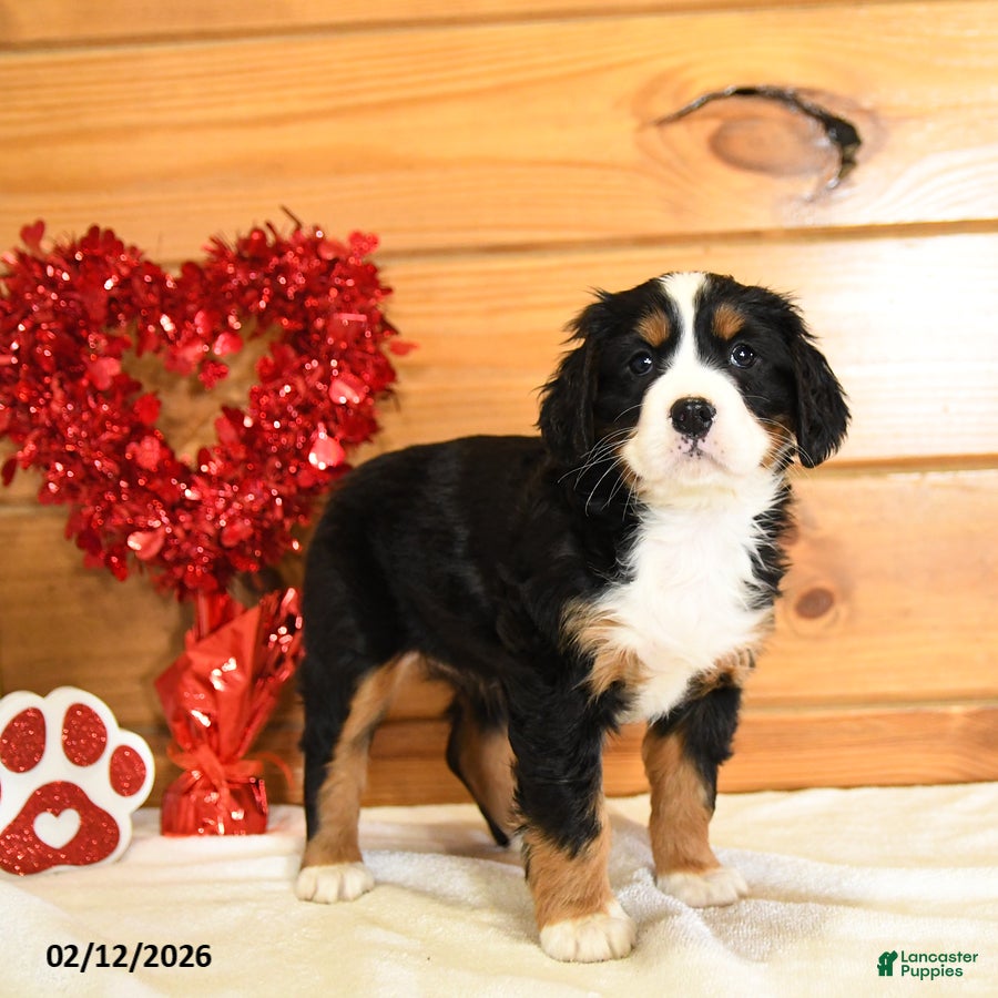 Miniature Bernese Mountain Dog dogs Veronica - Ad 5