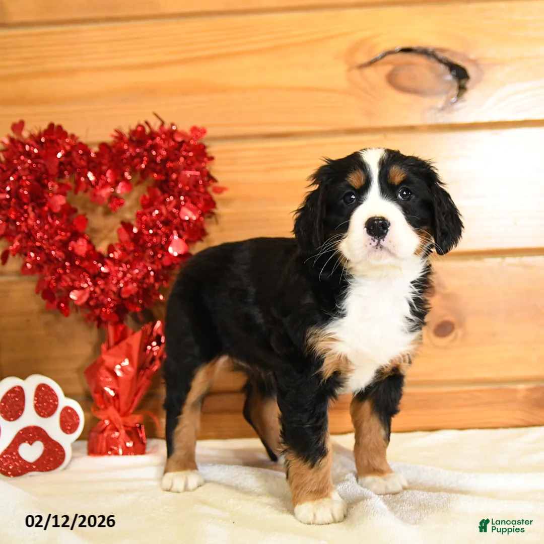 Miniature Bernese Mountain Dog dogs for sale: Veronica - Ad 1