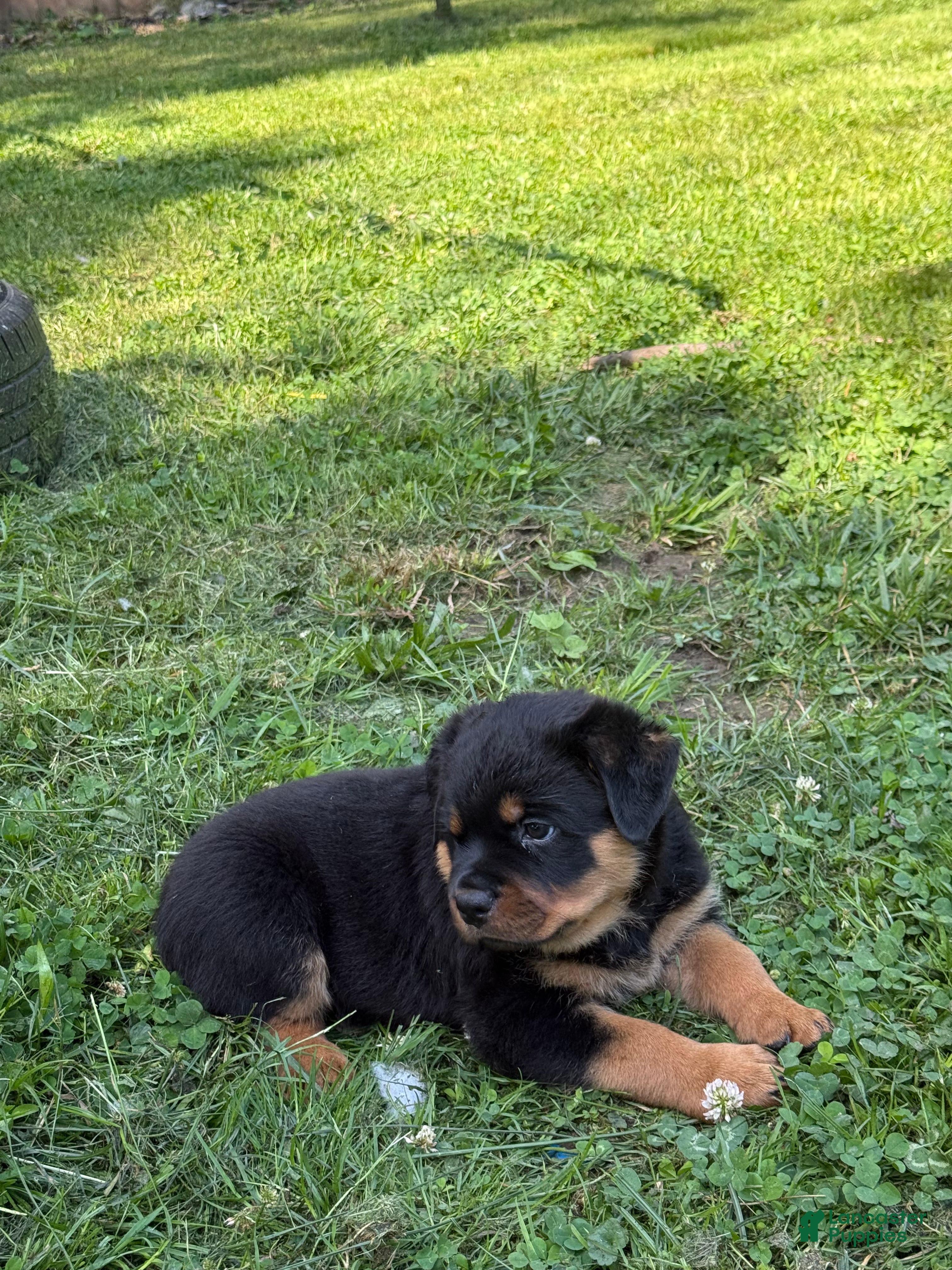 Rottweiler dogs Female 1 - Ad 2