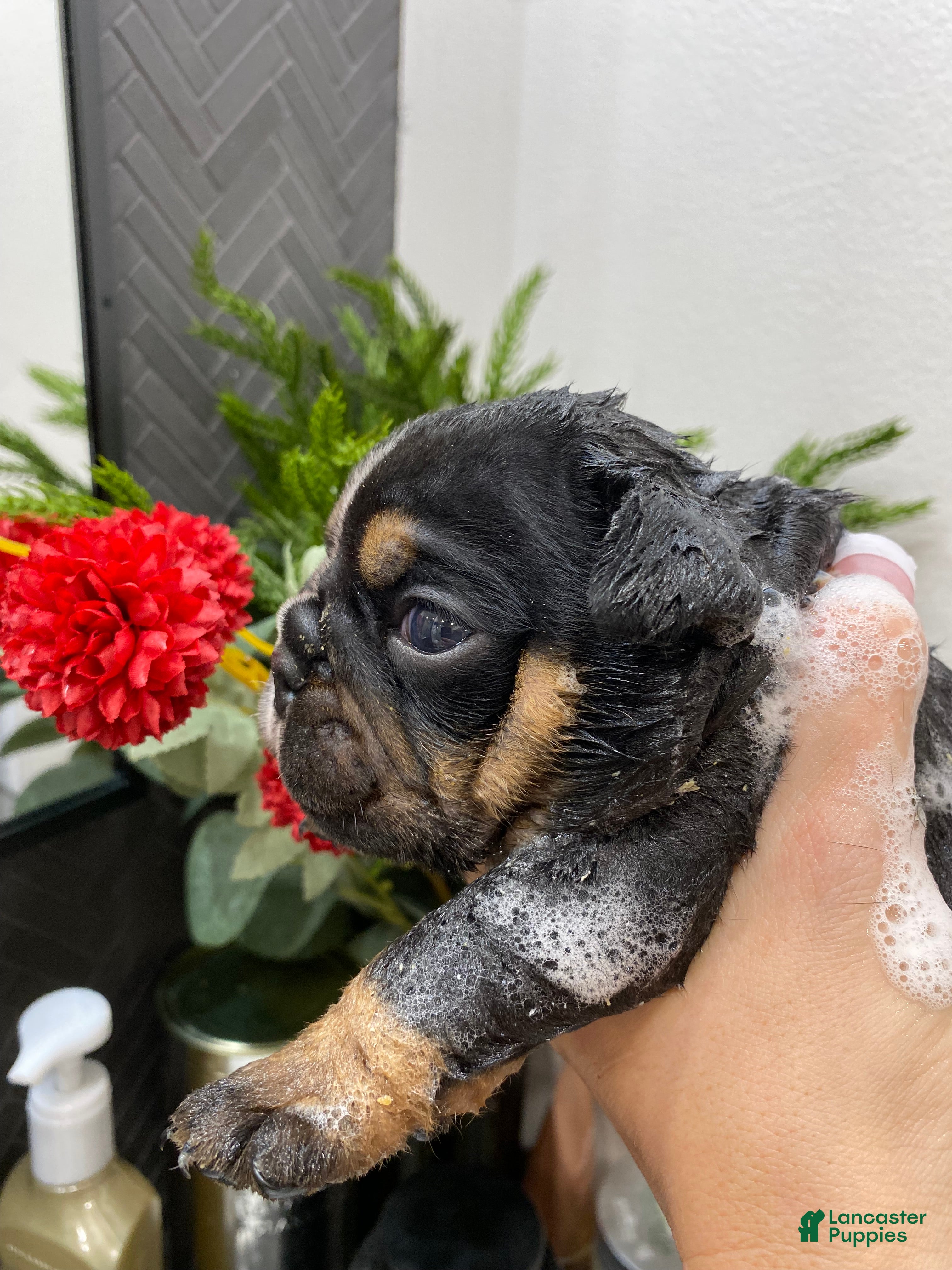 English Bulldog dogs Sweetheart  - Ad 40