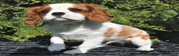 Cavalier King Charles Spaniel dogs for sale: Riley - Ad 3