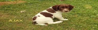 Ajax 
