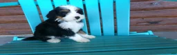 Mini Bernedoodle dogs for sale: Bertha - Ad 3