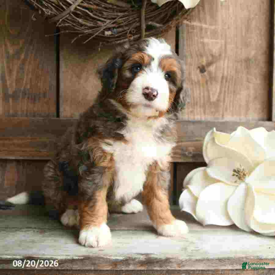 Mini Bernedoodle dogs Sarge - Ad 2