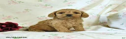 Cockapoo dogs for sale: Cuddles - Ad 4