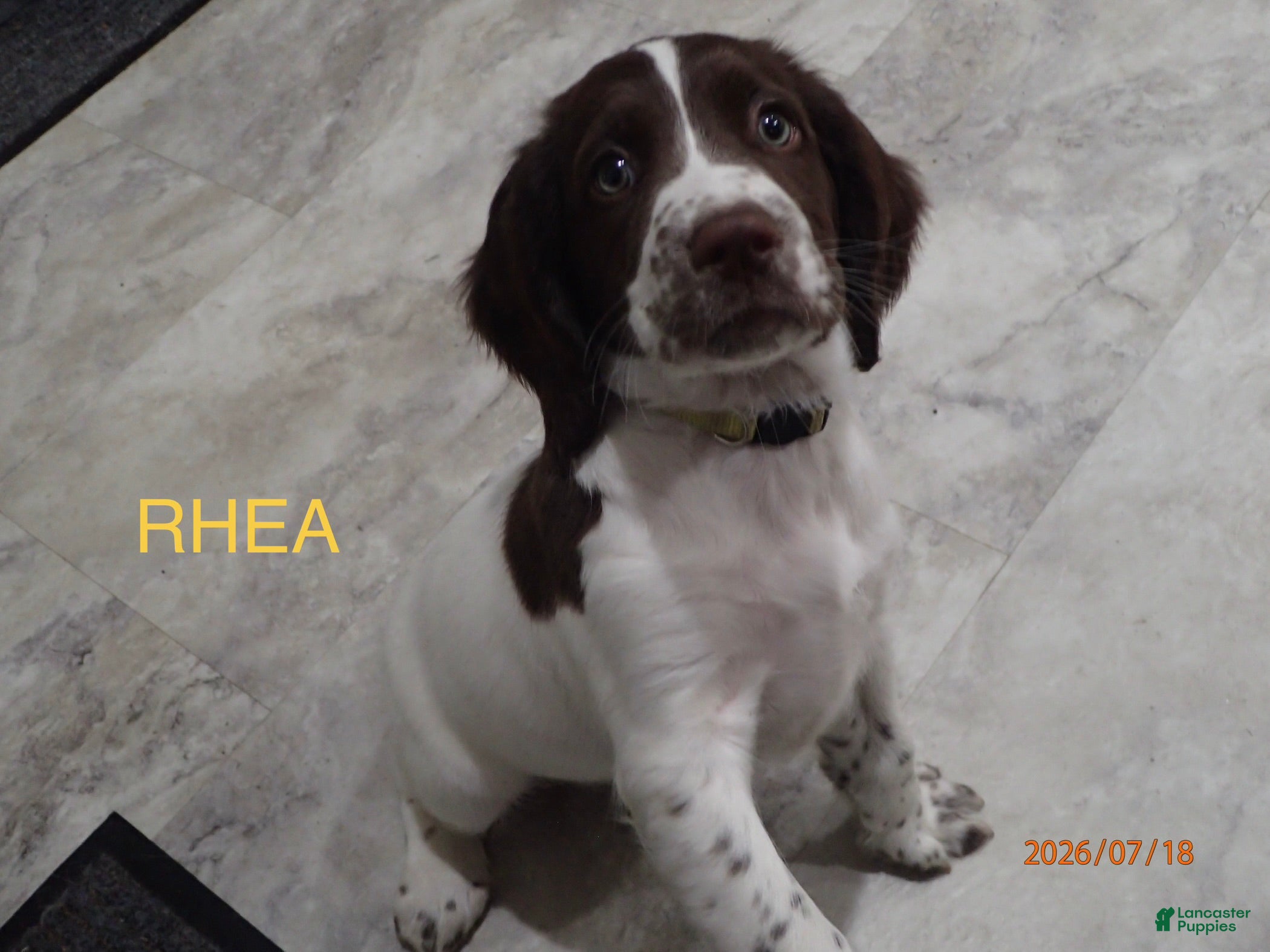 English Springer Spaniel dogs Rhea - Ad 42
