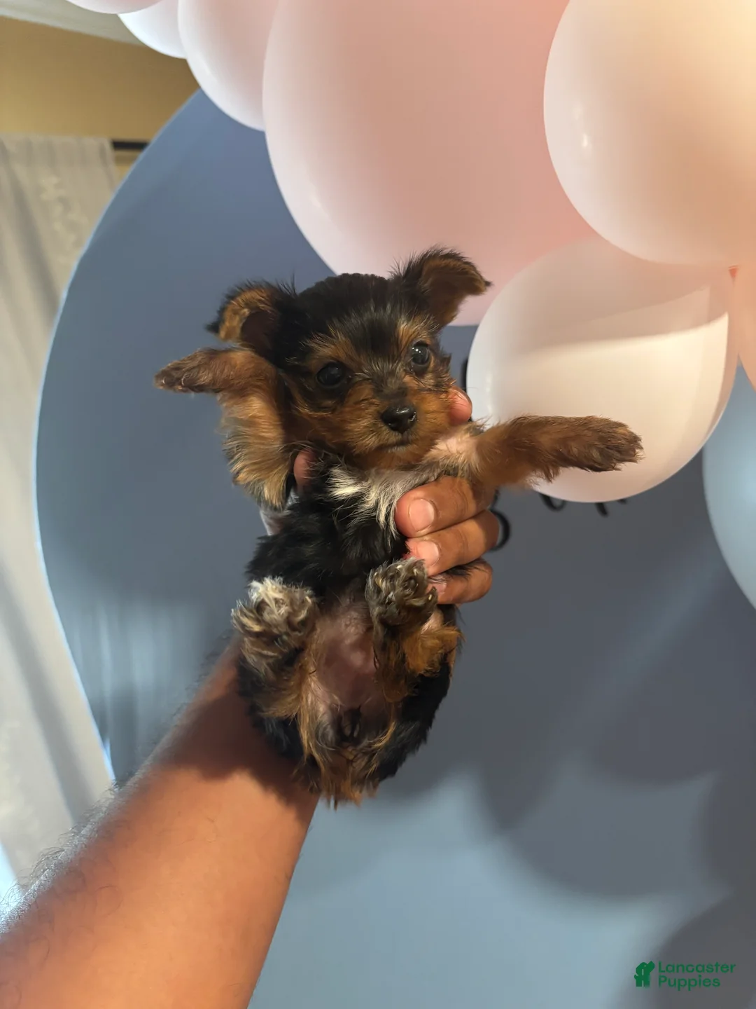 Yorkshire Terrier dogs for sale: Yorkshire Terrier 3 - Ad 1