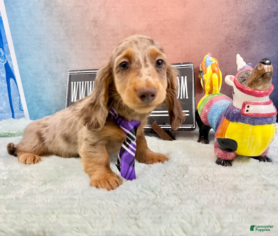 Miniature Dachshund dogs for sale: Champion bred Russian  - Ad 2