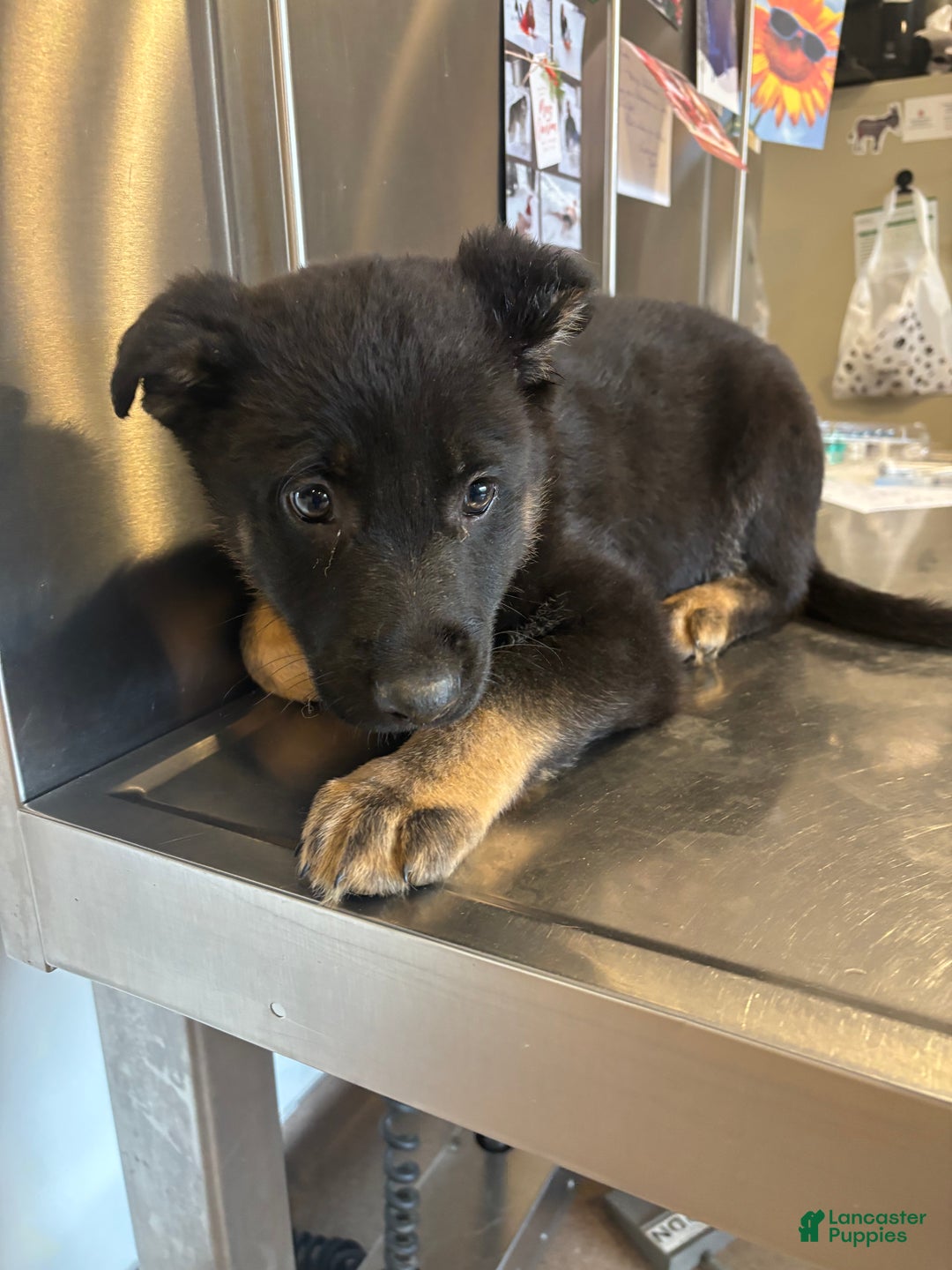 German Shepherd dogs for sale: Rocky - Ad 6