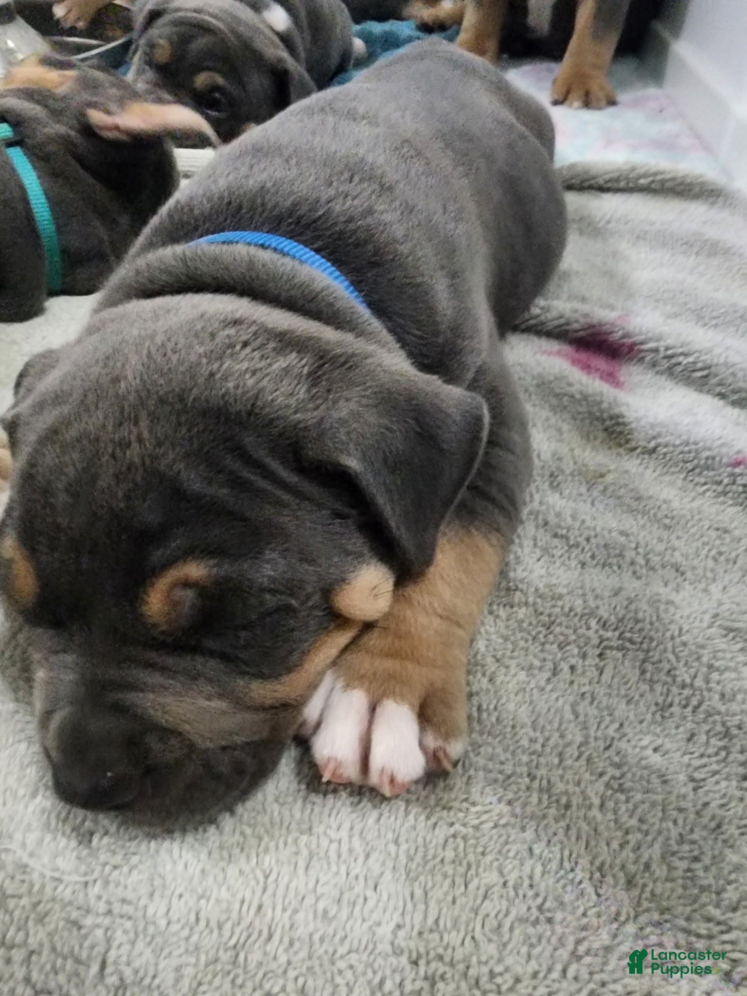 American Bully dogs American Bully 1 - Ad 24