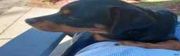 Rottweiler dogs for sale: Mina - Ad 1