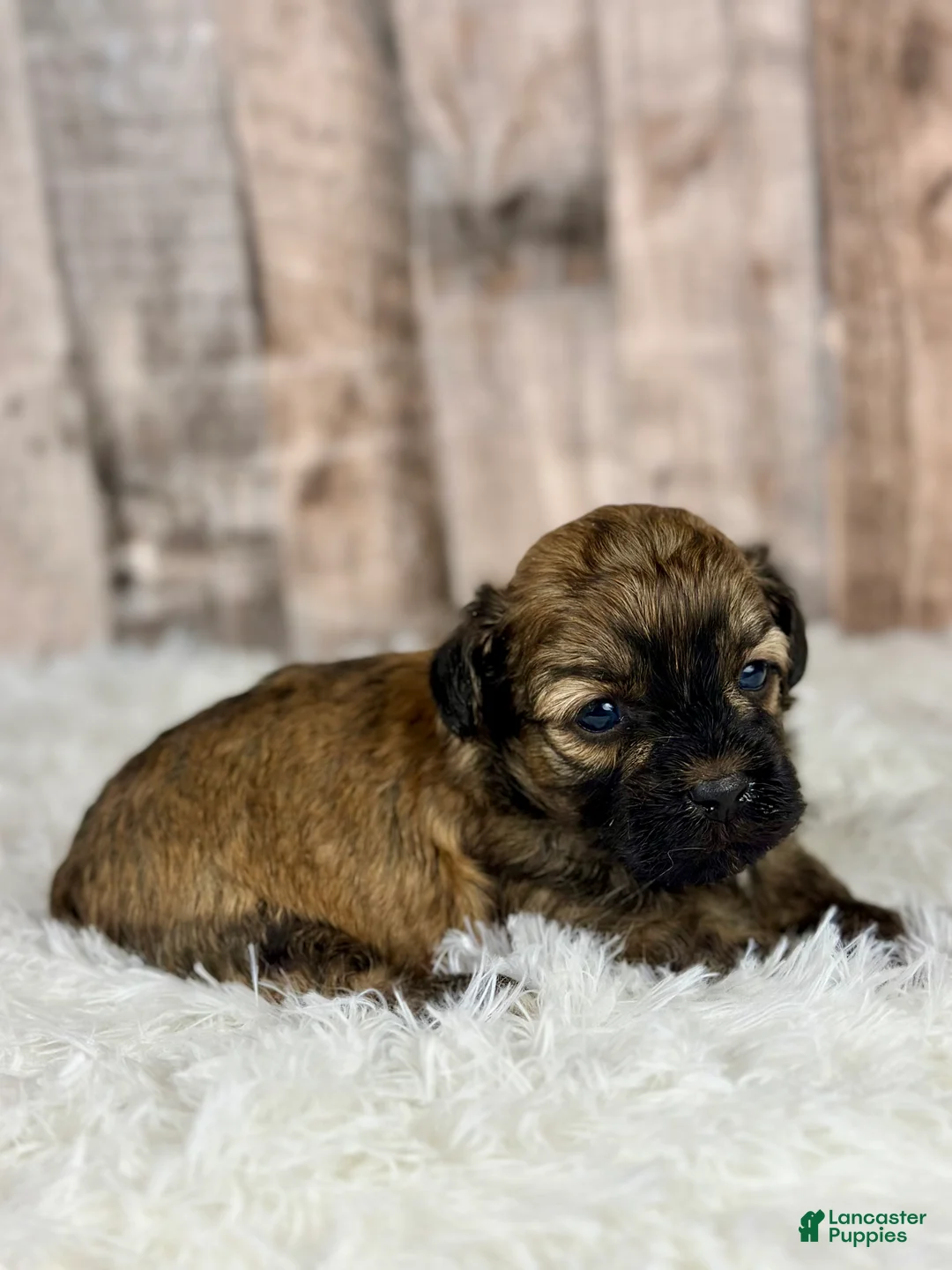 Shihpoo dogs for sale: Boy Snoopy - 0193 - Ad 15