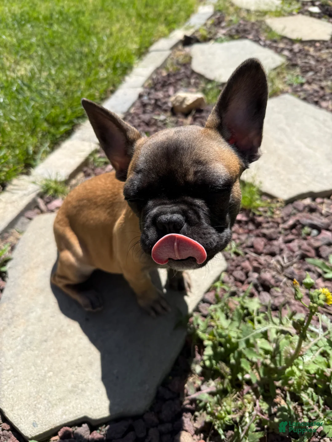 French Bulldog dogs for sale: French Bulldog Puppy 1 - Ad 2