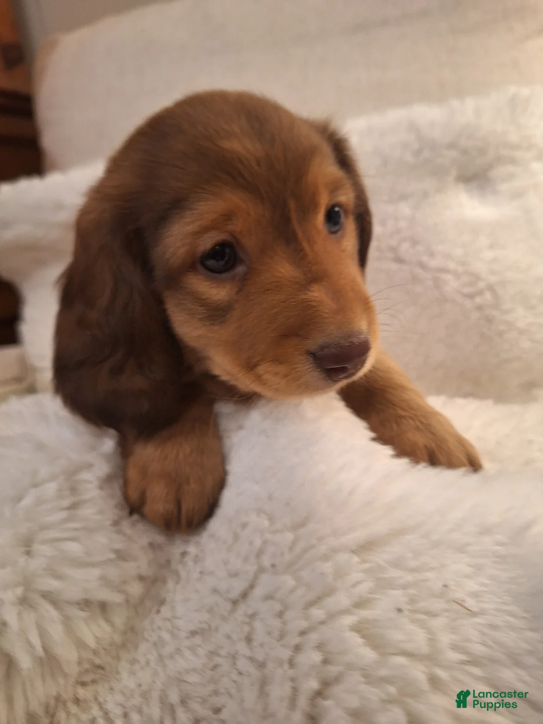 Miniature Dachshund dogs for sale: Rusty - Ad 2