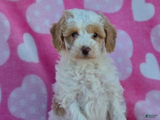 Mini Goldendoodle dogs Snowball - Ad 2