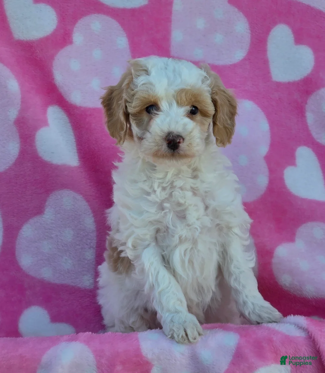 Mini Goldendoodle dogs for sale: Snowball - Ad 1