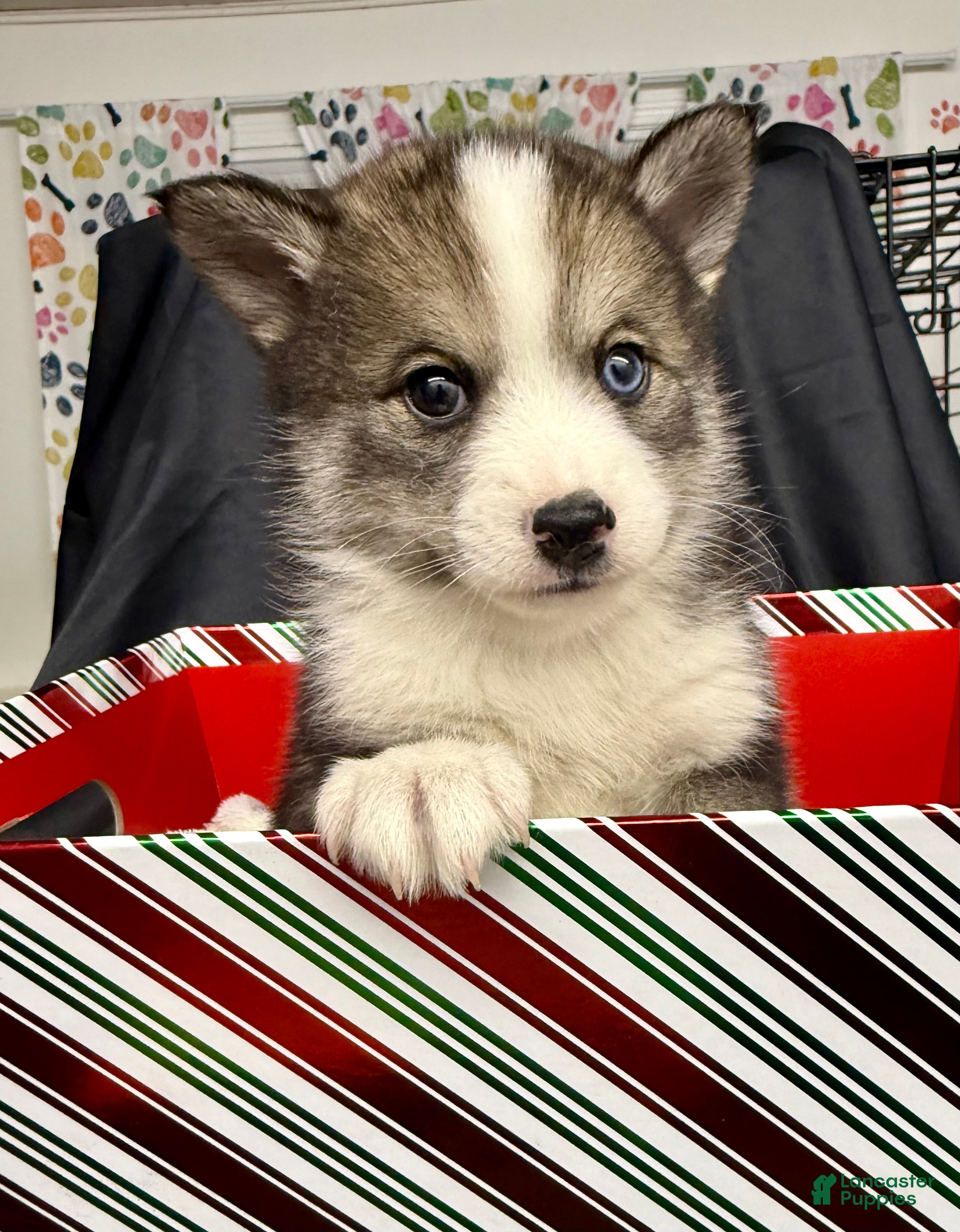 Mixed Breed dogs Cocoa - Ad 39