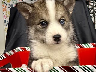 Mixed Breed dogs Cocoa - Ad 29