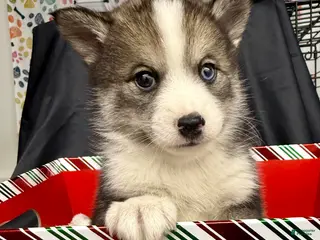 Mixed Breed dogs Cocoa - Ad 33