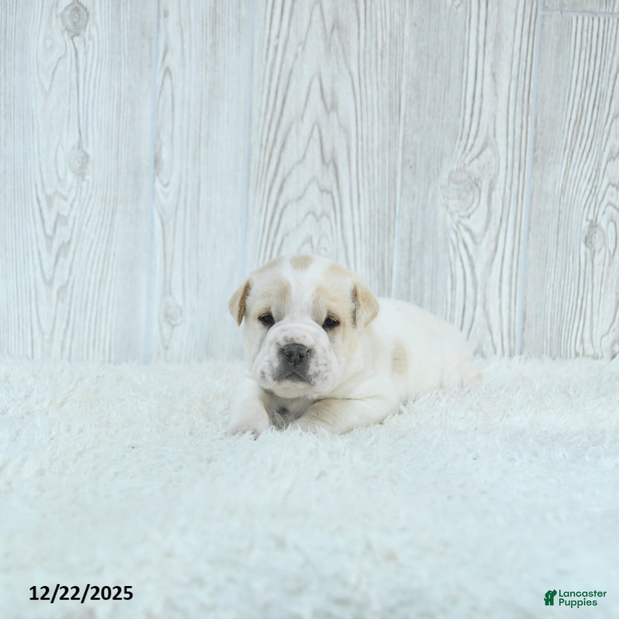 Mini Hippo dogs Gizmo - Ad 4