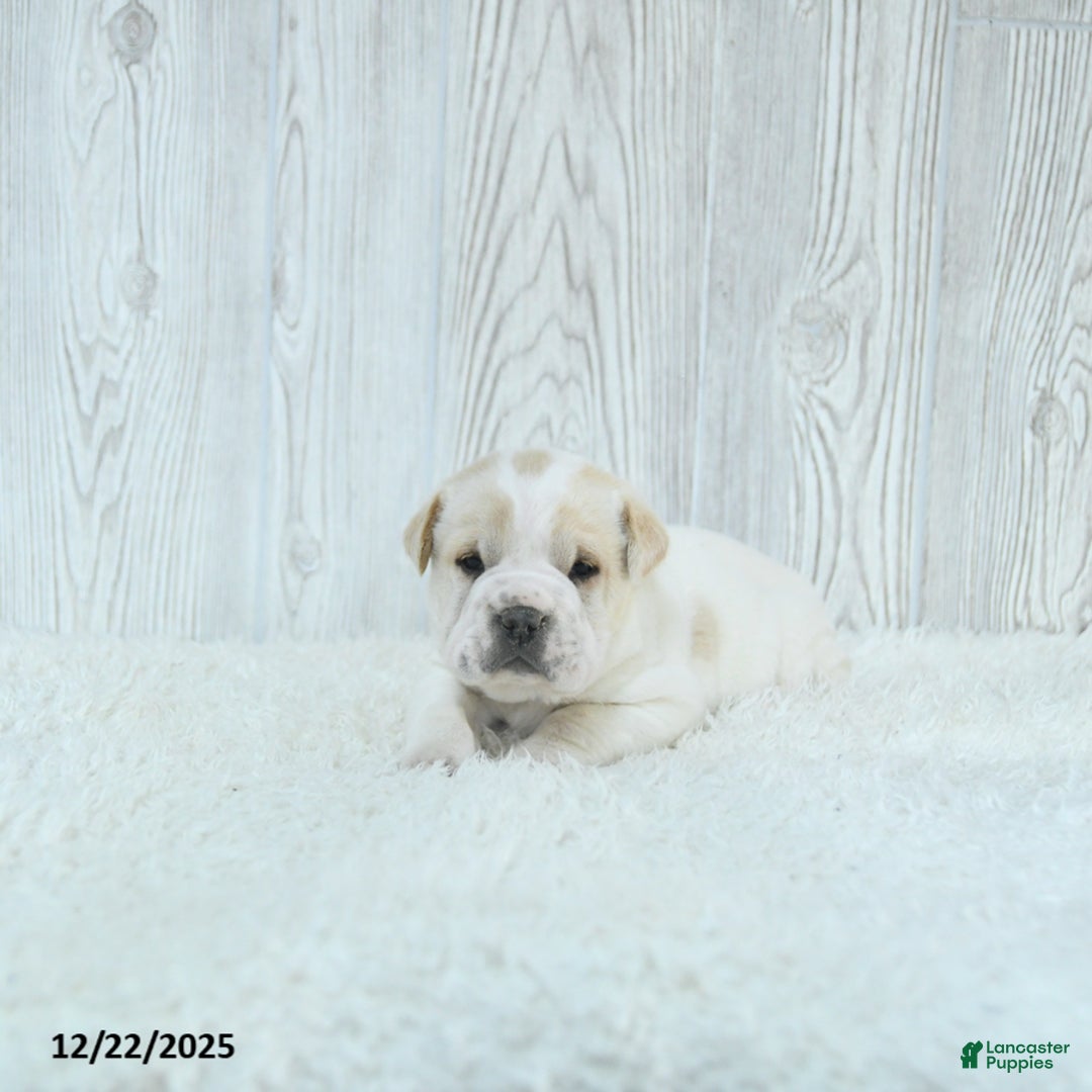 Mini Hippo dogs for sale: Gizmo - Ad 1